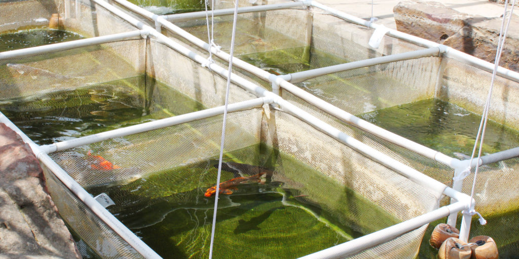 Fish Meal Aquaculture Industry